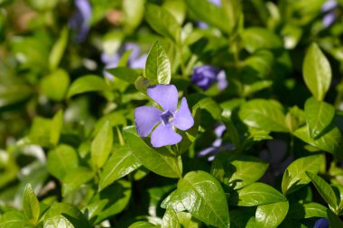 Küçük Periwinkle çiçeği - Latince adı - Vinca minör