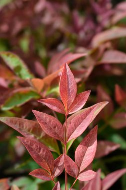 İlahi bambu yaprakları - Latince adı - Nandina domestica