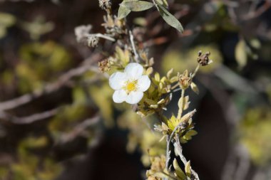 Shrubby Cinquefoil çiçeği - Latince adı - Potentilla fruticosa Abbotswood