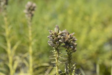 Prairie gay feather seed heads - Latin name - Liatris spicata clipart