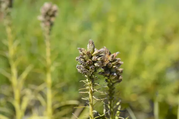 stock image Prairie gay feather seed heads - Latin name - Liatris spicata