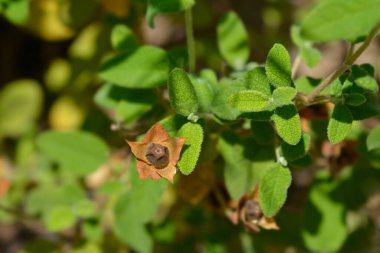 Sage-leaved rock-rose seed pod - Latin name - Cistus salviifolius clipart