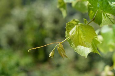 Genel üzüm yaprakları - Latince adı - Vitis vinifera 