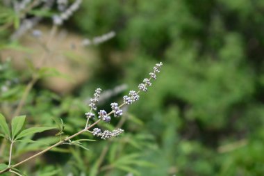 Lilac chaste tree branch with flowers - Latin name - Vitex agnus-castus clipart