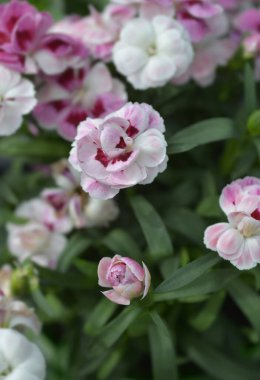 Karanfil çiçekleri - Latince adı - Dianthus Kiss and Tell