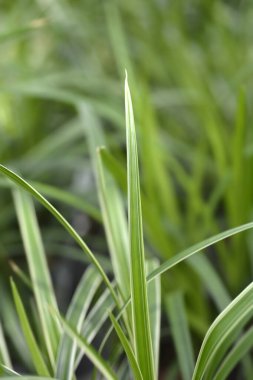 Sedge yaprakları - Latince adı - Carex morrowii Buz Dansı