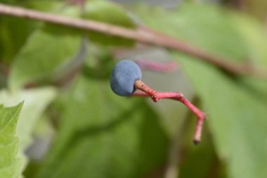 Meyveli Virginia sarmaşık dalı - Latince adı - Parthenocissus quinquefolia 