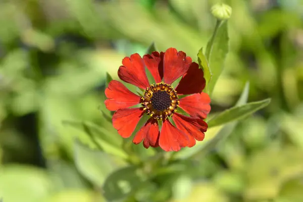 stock image Sneezeweed red flower - Latin name - Helenium Tom