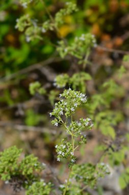 Kış marjoram beyaz çiçekleri - Latince adı - Origanum vulgare subsp. viridulum