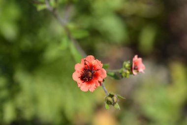 Cinquefoil red flower - Latin name - Potentilla nepalensis Roxana clipart