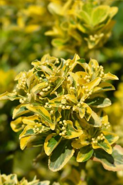 Japanes spindle leaves and flower buds - Latin name - Euonymus japonicus Aureus clipart