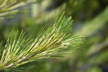 Dragons-eye Japanese Red Pine branch - Latin name - Pinus densiflora Oculus-draconis clipart