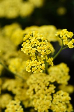 Yellow yarrow flowers - Latin name - Achillea millefolium Milly Rock Yellow Terracotta clipart