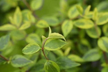 Abelia yaprakları - Latince adı - Abelia grandiflora Kaleydoskop