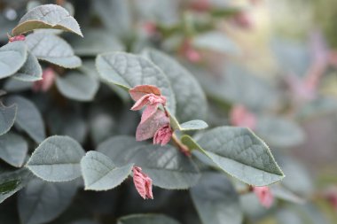 Chinese fringe flower bush - Latin name - Loropetalum chinense clipart