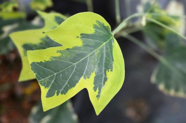 Tulip tree variegated leaf - Latin name - Liriodendron tulipifera Snow Bird clipart