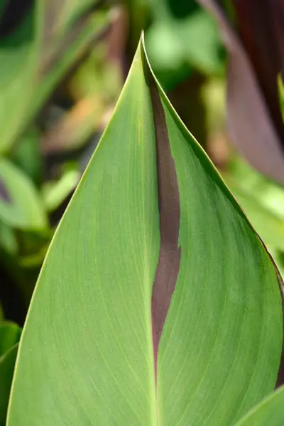 stock image Indian shot leaves - Latin name - Canna indica