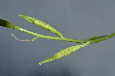 Salata roketi tohumları, Latince adı Eruca vesicaria subsp. sativa