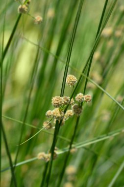 Round-headed Clubrush flowers - Latin name - Scirpoides holoschoenus clipart