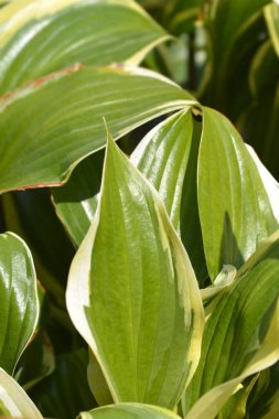 Plantain Lily Latince adı ile Kraliçe Josephine 'den ayrılıyor.