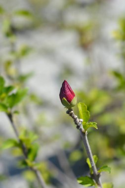 Rose Of Sharon flower bud - Latin name - Hibiscus syriacus Woodbridge clipart