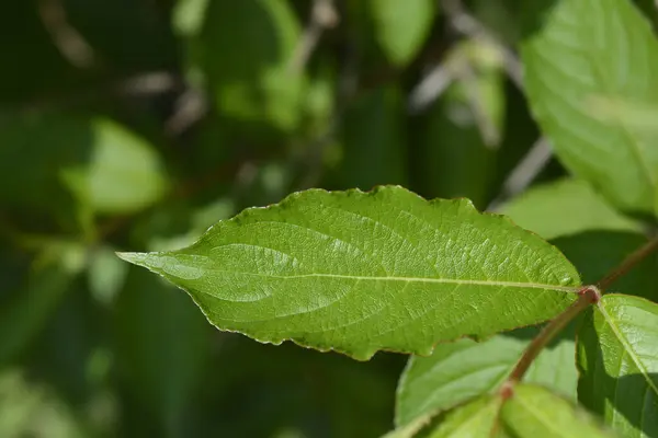 stock image Old-fashioned weigela leaf - Latin name - Weigela florida