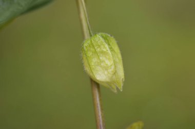 Mesane kirazı - Latince adı - Physalis alkekengi