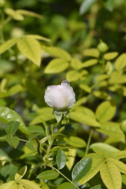 Minyatür Gül çiçeği - Latince adı - Rosa Kindertag