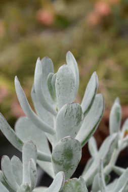 Pigs Ear leaves - Latin name - Cotyledon orbiculata Silver Peak clipart