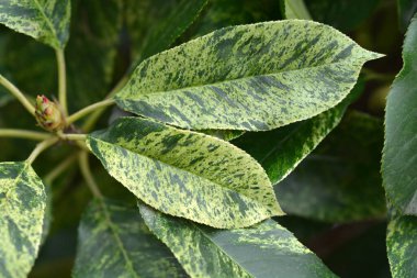 Photinia variegared leaf - Latince adı - Photinia serratifolia Pembe Çıtır