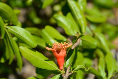 Çiçekli nar dalı - Latince adı - Punica granatum