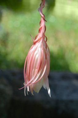 Dutchmans-pipe cactus flower - Latin name - Epiphyllum oxypetalum clipart