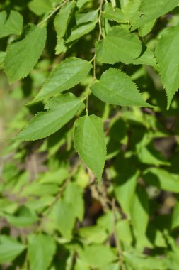 Winged elm branacch with green leaves - Latin name - Pteroceltis tatarinowii clipart