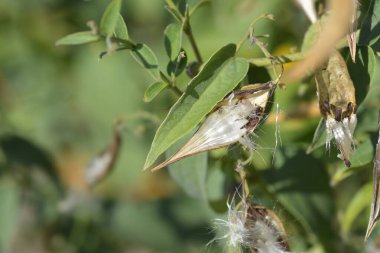 White swallow-wort seeds - Latin name - Vincetoxicum hirundinaria clipart