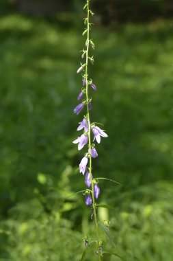 Creeping bellflower leaves - Latin name - Campanula rapunculoides clipart