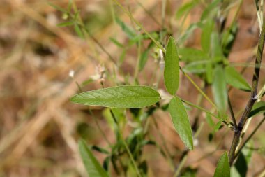 Bitumen folyo yaprakları - Latince adı - Bituminaria bituminosa