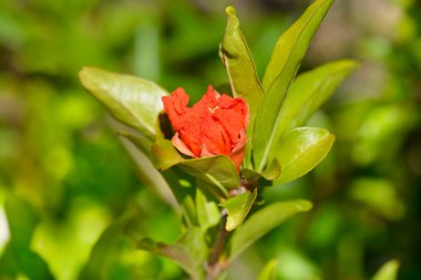 Çiçekli nar dalı - Latince adı - Punica granatum