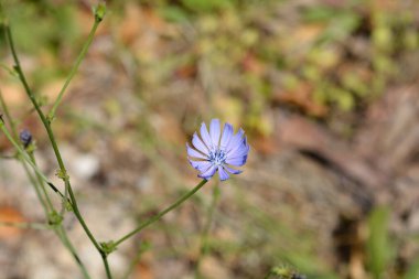 Vahşi hindiba çiçeği - Latince adı - Cichorium intybus