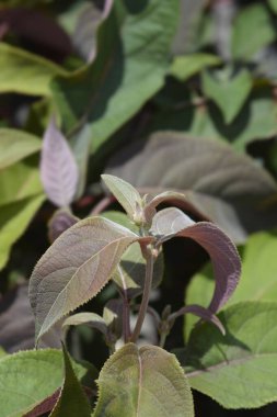 Pürüzlü ortanca yaprakları - Latince adı - Hydrangea aspera Sıcak Çikolata