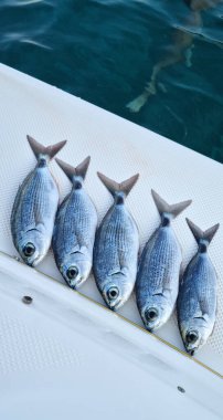 Five saddled seabreams at the rear of a boat clipart