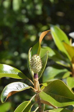 Meyveli güney manolya dalı - Latince adı - Magnolia grandiflora