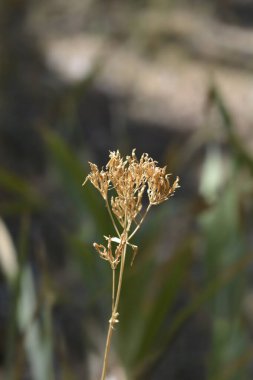 Common centaury seed pods - Latin name - Centaurium erythraea clipart