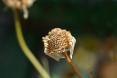 Papatya tohumu başı - Latince adı - Chamaemelum nobile