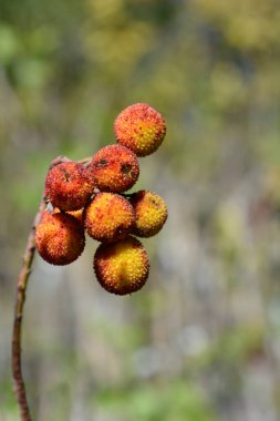 Çilek ağacı meyvesi - Latince adı Arbutus unedo