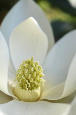 Güney manolya çiçeği detayı - Latince adı - Magnolia grandiflora