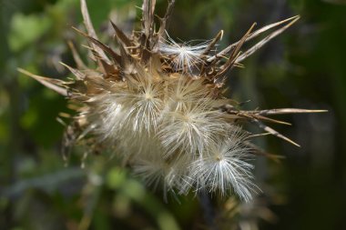 Süt devedikeni başı - Latince adı - Silybum marianum