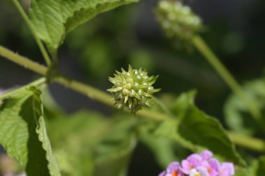 Shrub verbena green fruit - Latin name - Lantana camara clipart