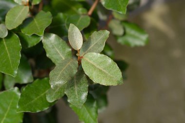 Oleaster Compacta Latince adı Elaeagnus x submacrophylla Compacta olan yaprakları