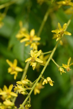 Golden rain tree branch with yellow flowers - Latin name - Koelreuteria paniculata