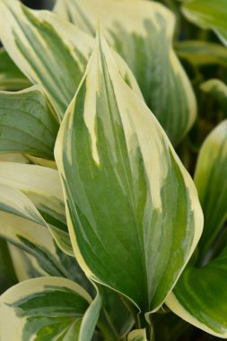 Hosta yeşil ve kremsi yapraklar - Latince adı - Hosta Broadway